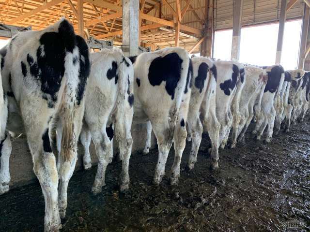 (18 Head) Holstein heifers